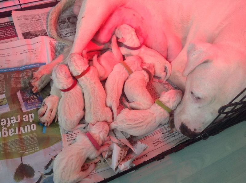 Les Bébés Dogo